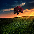 Awesome Solitude