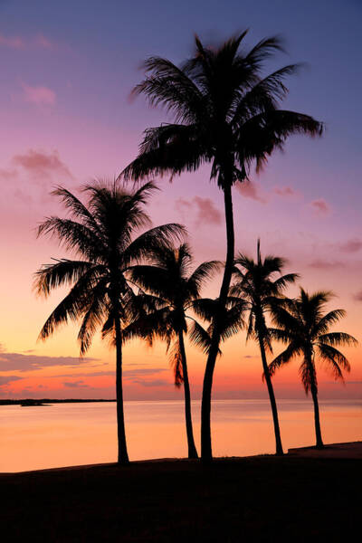 Sunset Silhouette of Palm Trees Poster