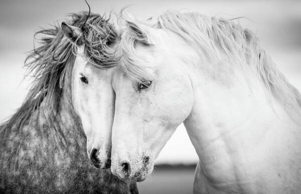 Graceful Horses in Motion Poster