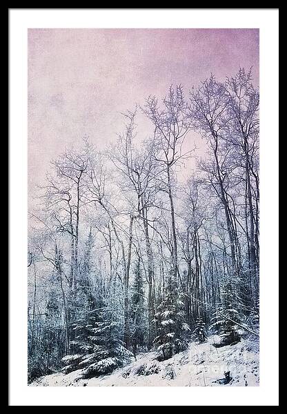 Winter Forest Scene Framed Print