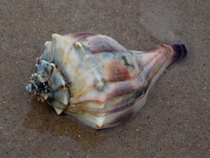 Knobbed Whelk