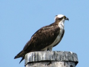 osprey - fish hawk