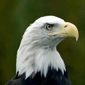 bald eagle adult head
